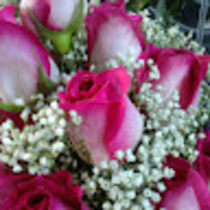 Meet your Posher, Elsa